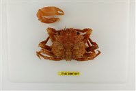 藏品(似球圓蛛蟹)的圖片